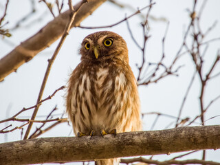 Ferruginous Pygmy-Owl Glaucidium brasilianum in Costa Rica