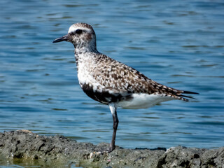Grey Plover Pluvialis squatarola in Costa Rica