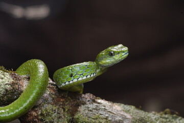Craspedocephalus macrolepis, commonly known as the large-scaled pit viper, is a venomous pitviper species endemic to the Southern Western Ghats of South India