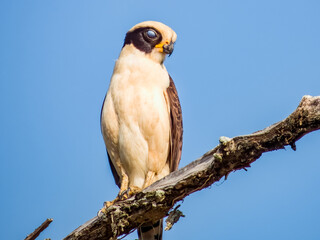 Laughing Falcon Herpetotheres cachinnans in Costa Rica
