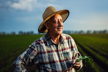Portrait of senior farmer standing in corn field holding crop in hands at sunset.