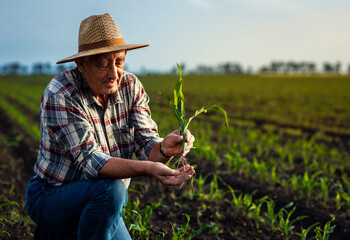 Senior farmer standing in corn field examining crop in his hands at sunset.
