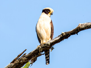 Laughing Falcon Herpetotheres cachinnans in Costa Rica