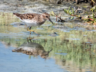 Least Sandpiper Calidris minutilla in Costa Rica