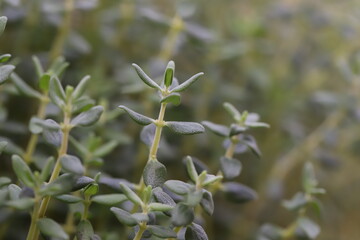 Oregano