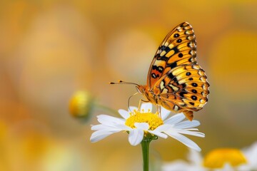 Obraz premium Colorful Butterfly with Intricate Wings Pattern Perched on a Daisy Petal in Garden Setting