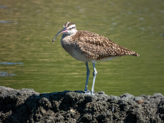 Whimbrel Numenius phaeopus in Costa Rica