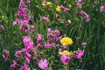 Fototapeta premium Flowers of dandelions and Silene dioica of the meadows in May.