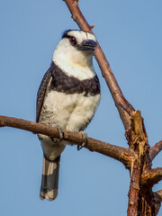 White-necked Puffbird Notharchus hyperrhynchus in Costa Rica