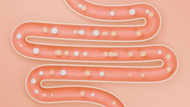 Loop motion of lactic acid bacteria moving along the large intestine, 3D graphics