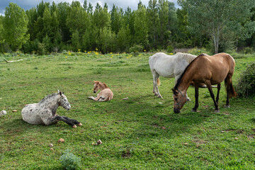 Fototapeta premium Mares grazing and foals lying on the meadow. Horses.