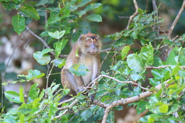  Crab-eating macaque (Macaca fascicularis), also known as the long-tailed macaque  in Palawan island, Philippines.