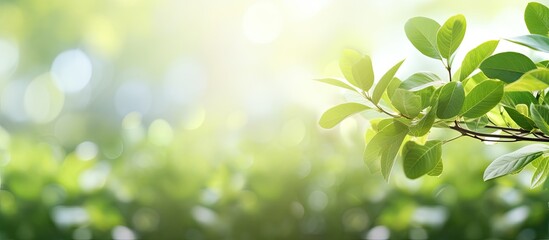 Copy space image with blurred foliage in the background capturing bright summer sunlight