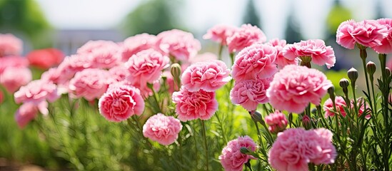 Pink low border carnations in a summer garden make for a beautiful sight with copy space image