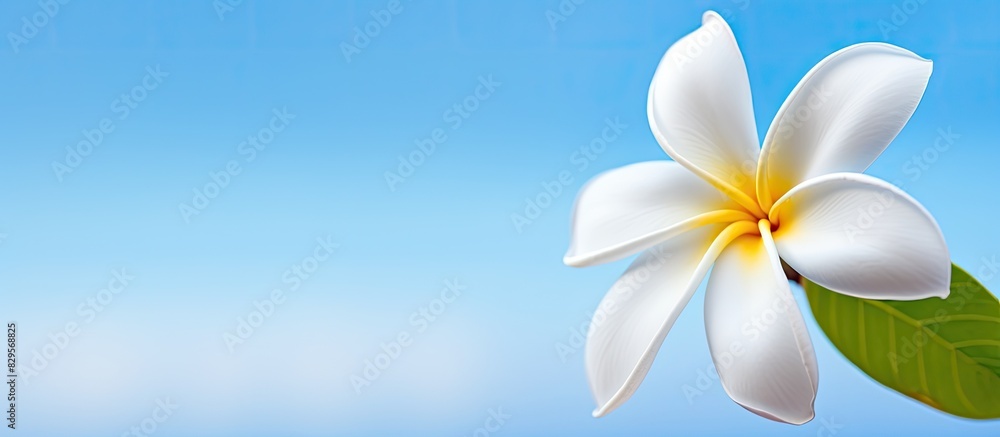 Poster a white plumeria flower with a background suitable for text or images commonly referred to as a copy