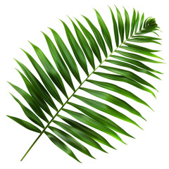 Fototapeta premium Arenga Palm Leaf, single object, Di-Cut PNG style, isolated white backgroun
