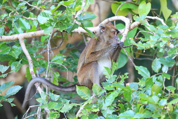  Crab-eating macaque (Macaca fascicularis), also known as the long-tailed macaque  in Palawan island, Philippines.