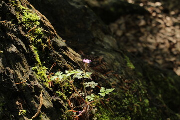 Mountain flowers of Croatia. Plitvice lakes.