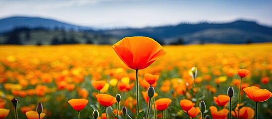 California poppy in vivid orange standing out in a field of wildflowers with copy space image