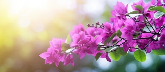 Blurry background of lush green bougainvillea leaves captured in the morning outside the house with copy space image