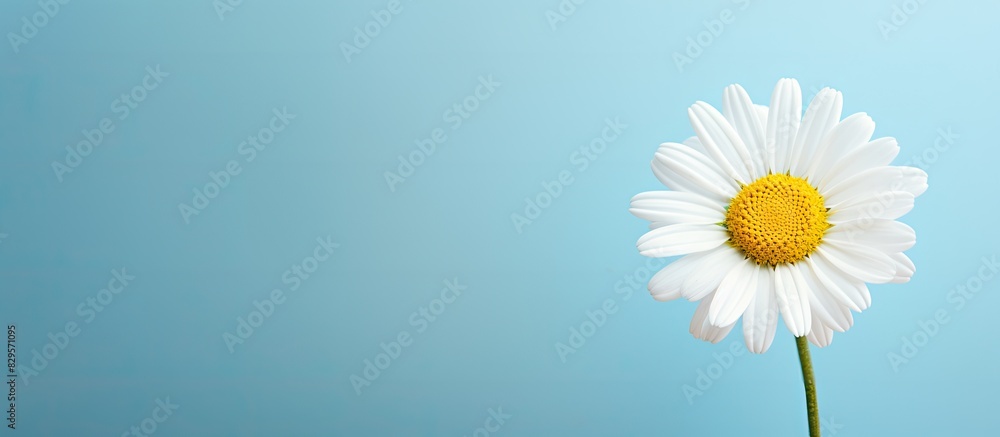 Poster daisy with copy space image for your text and design needs