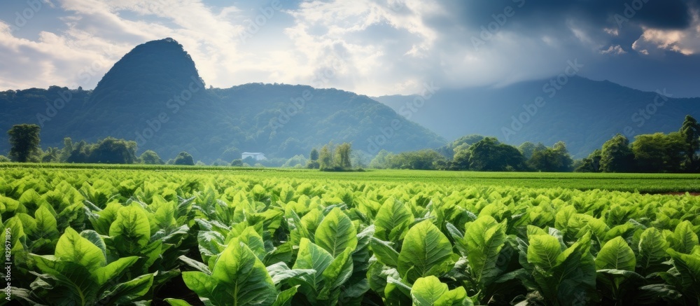 Aufkleber scenic tobacco field set in a pristine environment with no pollution ideal for a copy space image