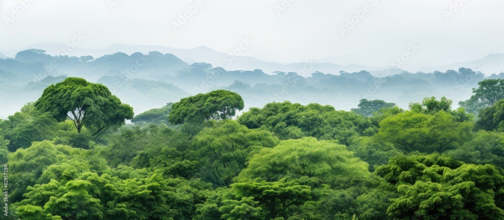 Sticker green trees with lush canopies in asia creating a scenic view set against a white background for a s