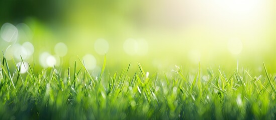 A sunny backdrop with vibrant green grass and copy space image
