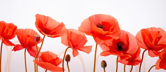 Obraz premium Close up image of red poppy flowers in sunlight against a white backdrop with selective focus showcasing their vibrant coral hues and a clean background for copy space
