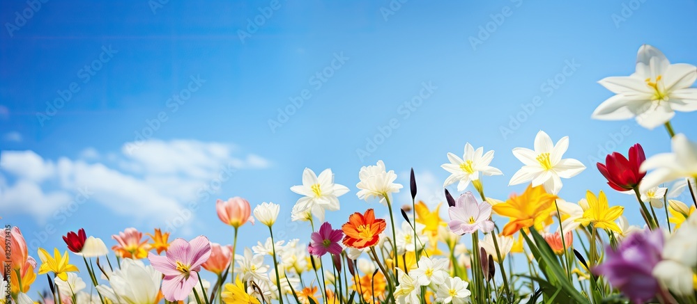 Poster spring flowers in full bloom add color to the landscape against a backdrop of blue sky creating a pi