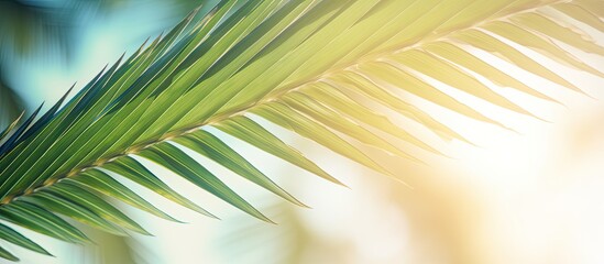 A blurred attractive green palm leaf on a tropical beach with sunlight creating a bokeh effect The background has a vintage color tone and offers copy space for summer and travel themes