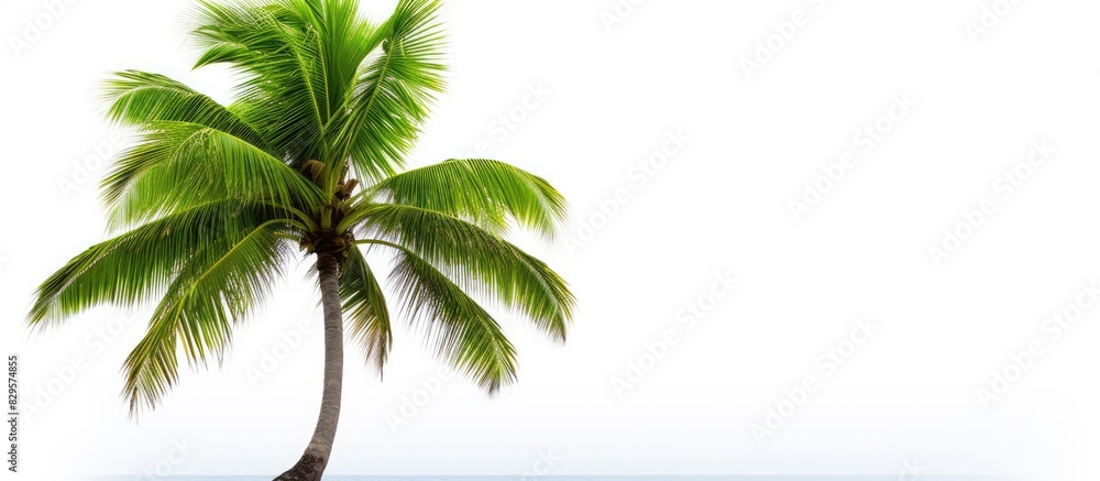 Aufkleber a coconut tree stands alone on a white background with ample copy space image available