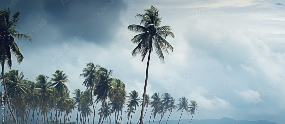 Poster photograph of coconut trees against a cloudy sky backdrop with ample copy space image available
