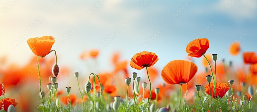 Aufkleber spring poppy flowers bloom elegantly in a vibrant setting creating a stunning visual display perfect