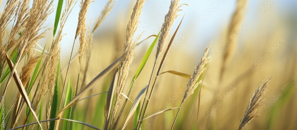 Poster detailed view of a cane reed plant with a focus on the intricate textures and features ideal for a c