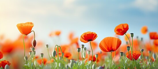 Spring poppy flowers bloom elegantly in a vibrant setting creating a stunning visual display perfect for a copy space image