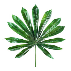  Raphis Palm Leaf, single object, Di-Cut PNG style, ISOLATED transparent background