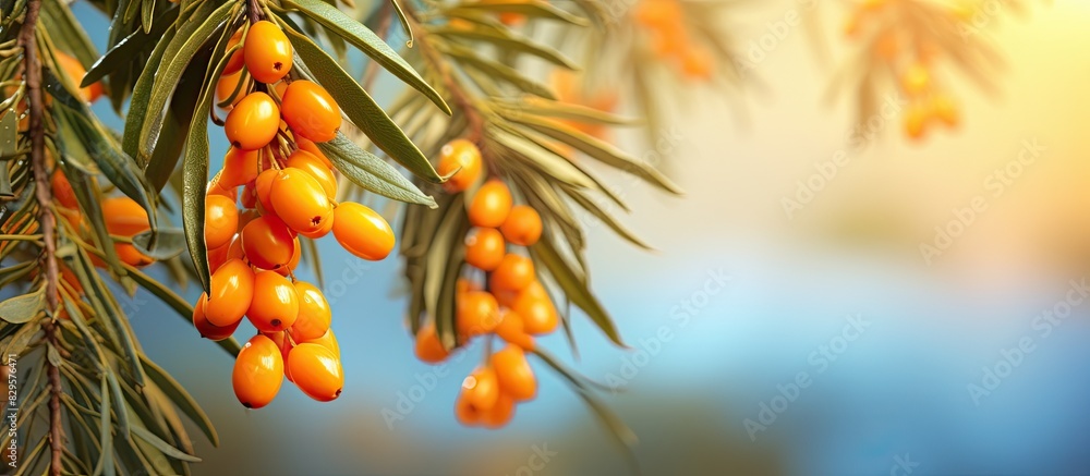 Sticker Close up of sea buckthorn berries on a tree with a blurred background Hippophae rhamnoides image with copy space