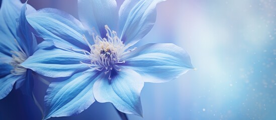 Obraz premium Macro image of a Clematis flower in cool blue tones with soft focus capturing the beauty of this spring bloom in a copy space image