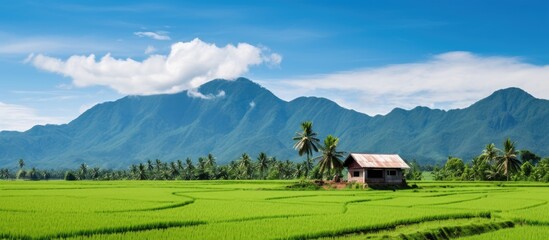 Scenic rural landscape featuring a small house amidst coconut trees in an organic corn field with mountains and a blue sky in the background ideal for a copy space image