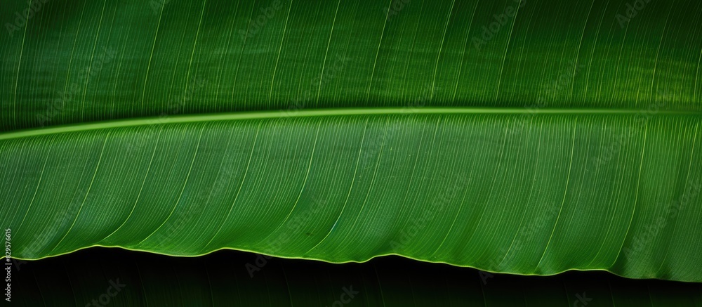 Poster background with a textured banana leaf creating a copy space image