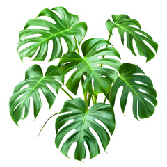 Split-Leaf Philodendron, single object, Di-Cut PNG style, ISOLATED transparent background