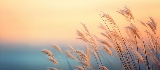 Grass swaying gently in the evening breeze creates a tranquil and calming atmosphere in the background evoking a soothing nature experience with a copy space image