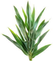 Obraz premium Yucca Leaf, single object, Di-Cut PNG style, ISOLATED transparent background