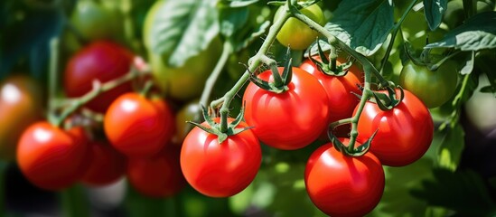 Ripe red tomatoes on the vine perfect for picking with copy space image
