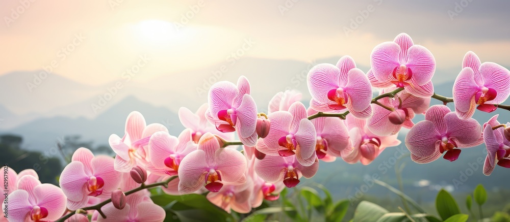 Poster orchids displayed against a serene nature backdrop with copy space image available