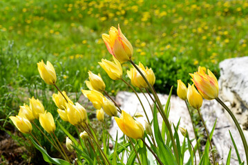 Yellow tulips in the sunlight. A bush of yellow tulip flowers.