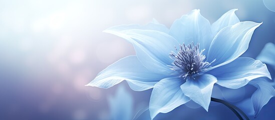 Macro image of a Clematis flower in cool blue tones with soft focus capturing the beauty of this spring bloom in a copy space image