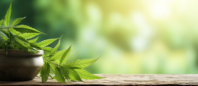 Neem leaves with natural medicinal properties displayed in an outdoor setting with a blank space for text or other elements perfect for advertising a natural medicine product. Copy space image