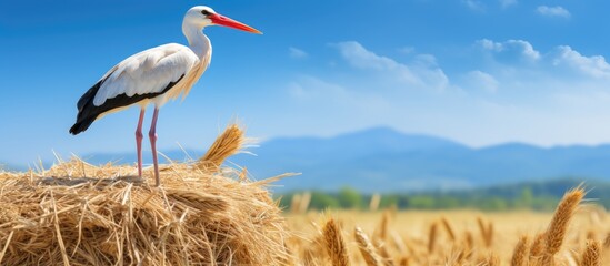 A White stork perched on a straw bale Ciconia ciconia against a backdrop with copy space image © Ilgun